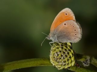 Kafkasya Zpzp Perisi (Coenonympha symphita)