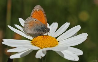 Kafkasya Zpzp Perisi (Coenonympha symphita)