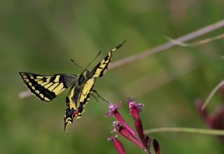 Krlangkuyruk (Papilio machaon)