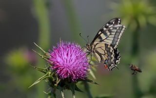 Krlangkuyruk (Papilio machaon)