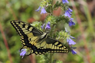 Krlangkuyruk (Papilio machaon)