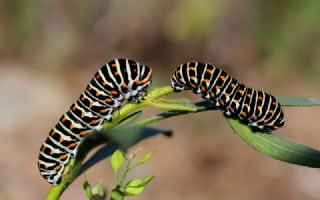 Krlangkuyruk (Papilio machaon)