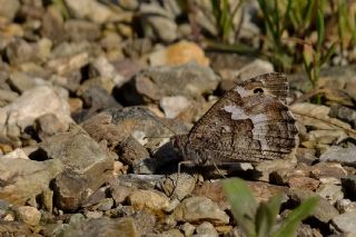 Anadolu Kzlmelei (Hipparchia pellucida)