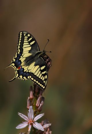 Krlangkuyruk (Papilio machaon)