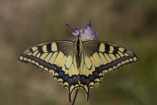 Krlangkuyruk (Papilio machaon)