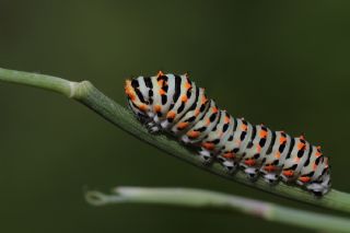 Krlangkuyruk (Papilio machaon)