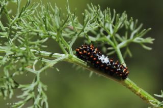 Krlangkuyruk (Papilio machaon)
