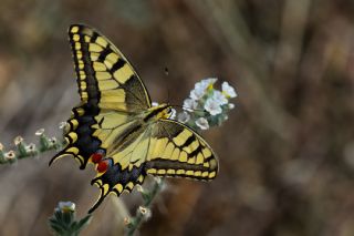 Krlangkuyruk (Papilio machaon)