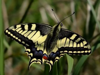 K�rlang��kuyruk&nbsp;(Papilio&nbsp;machaon)