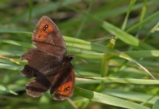 Mecnun Gzelesmeri (Erebia melancholica)