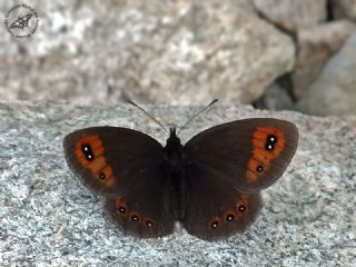 Mecnun Gzelesmeri (Erebia melancholica)