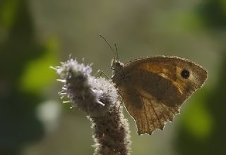 Esmerperi (Hyponephele lupina)