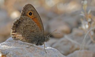 Azeri Esmerperi (Hyponephele zuvandica)