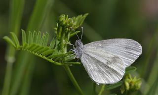 Narin Orman Beyaz�&nbsp;(Leptidea&nbsp;sinapis)