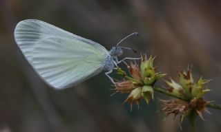 Narin Orman Beyaz�&nbsp;(Leptidea&nbsp;sinapis)