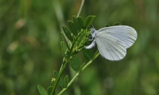Narin Orman Beyaz�&nbsp;(Leptidea&nbsp;sinapis)