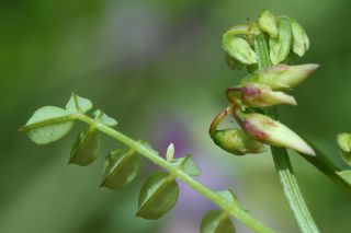 Narin Orman Beyaz�&nbsp;(Leptidea&nbsp;sinapis)