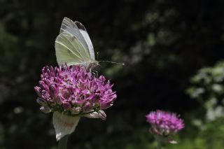 Byk Beyazmelek  (Pieris brassicae)