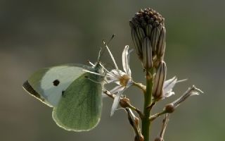 Byk Beyazmelek  (Pieris brassicae)