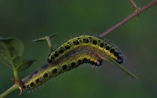 Byk Beyazmelek  (Pieris brassicae)
