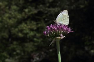 Byk Beyazmelek  (Pieris brassicae)