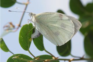 Byk Beyazmelek  (Pieris brassicae)