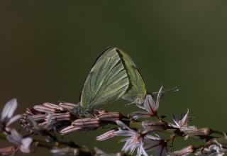 Byk Beyazmelek  (Pieris brassicae)