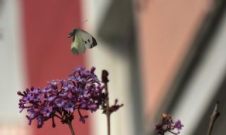 Byk Beyazmelek  (Pieris brassicae)