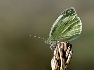 B�y�k Beyazmelek &nbsp;(Pieris&nbsp;brassicae)