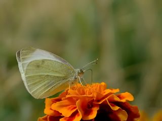 K���k Beyazmelek&nbsp;(Pieris&nbsp;rapae)