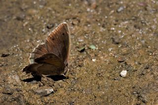 Anadolu Pirireisi (Satyrus favonius)