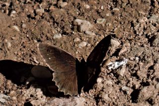 Anadolu Pirireisi (Satyrus favonius)