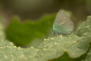 Ign Zmrt, Minikzmrt (Callophrys mystaphia)