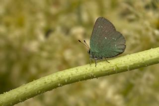 Ign Zmrt, Minikzmrt (Callophrys mystaphia)