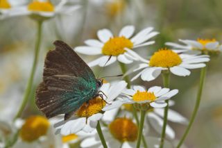 Kafkasya Zmrt (Callophrys chalybeitincta)