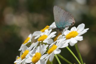 Kafkasya Zmrt (Callophrys chalybeitincta)