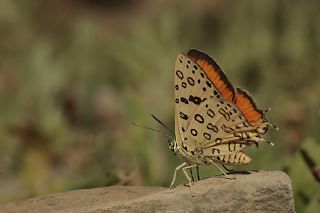 Uygur eytanc (Cigaritis uighurica)