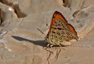 Uygur eytanc (Cigaritis uighurica)