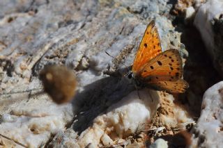 Anadolu Ate Gzeli (Lycaena asabinus)