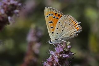 Anadolu Ate Gzeli (Lycaena asabinus)