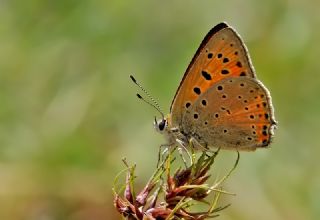 Anadolu Ate Gzeli (Lycaena asabinus)