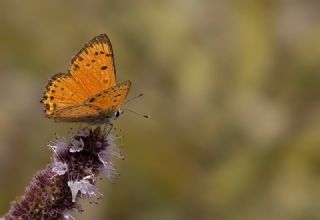 Anadolu Ate Gzeli (Lycaena asabinus)