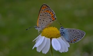 Kk Ate Gzeli (Lycaena thersamon)