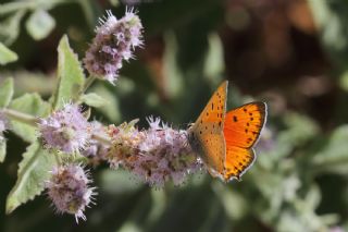 Anadolu Ate Gzeli (Lycaena asabinus)