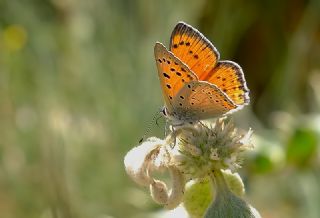 Anadolu Ate Gzeli (Lycaena asabinus)