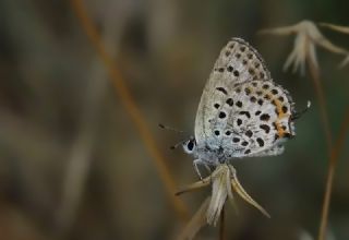 Frat Bakr Gzeli (Margelycaena euphratica )