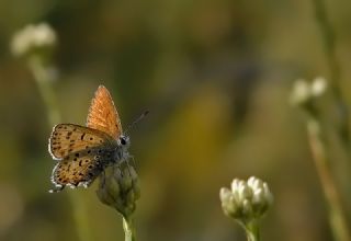 Frat Bakr Gzeli (Margelycaena euphratica )