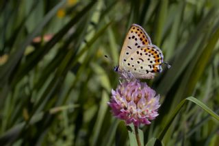 Frat Bakr Gzeli (Margelycaena euphratica )