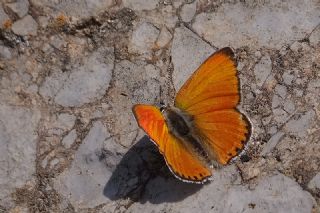 Alev Ategzeli (Lycaena kefersteinii)