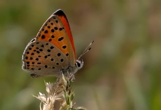 Alev Ategzeli (Lycaena kefersteinii)